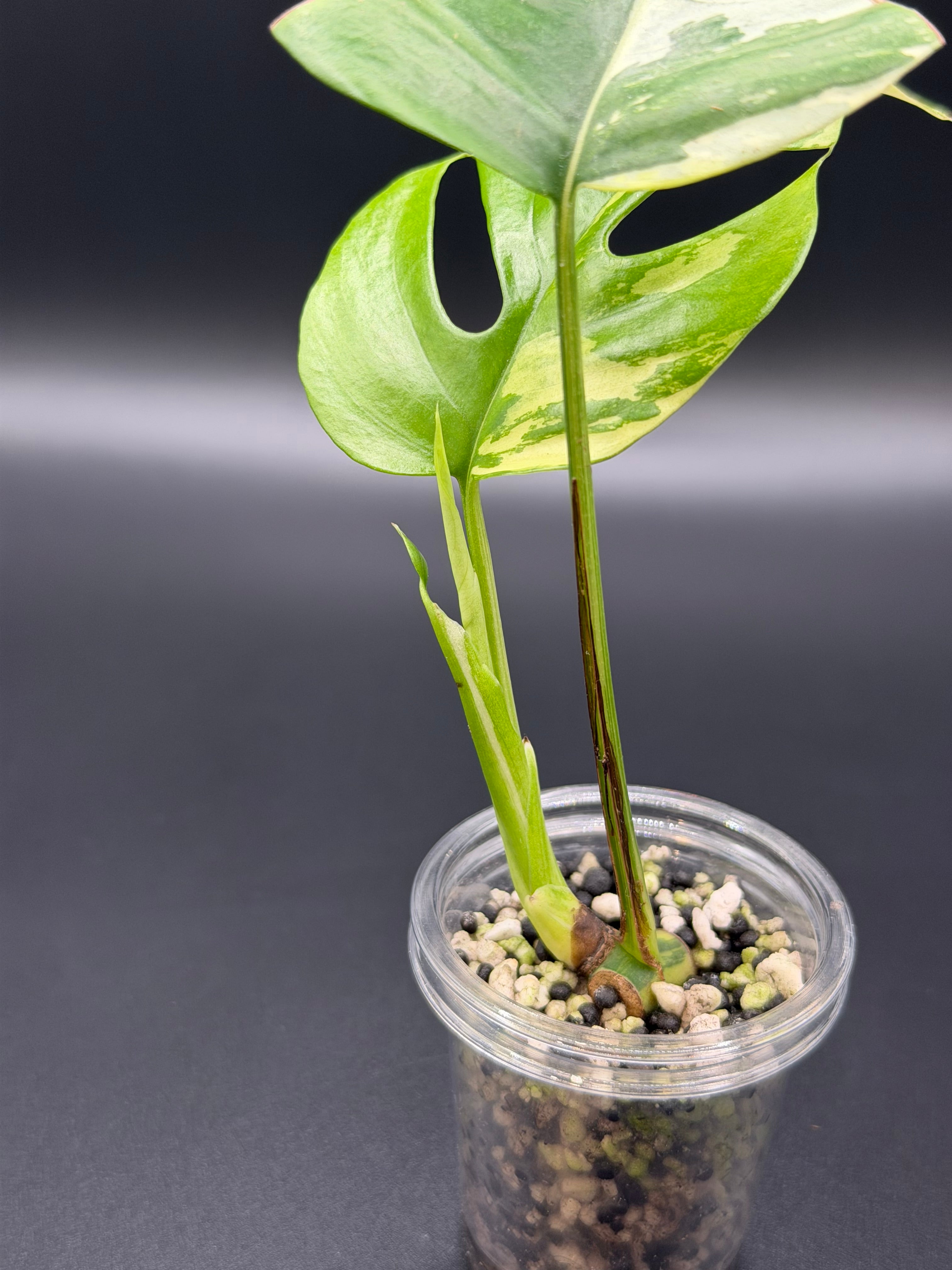 RHAPHIDOPHORA TETRASPERMA 'AUREA' (RT-02)