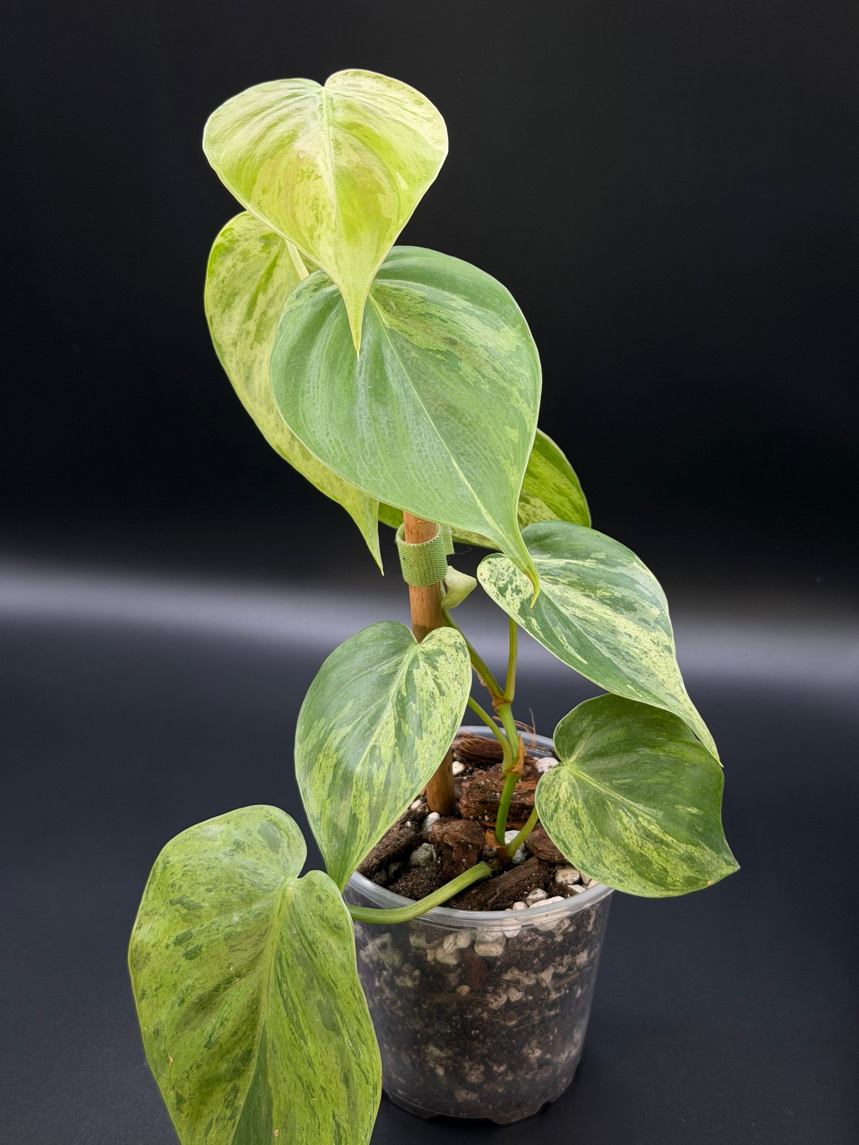 Philodendron Hederaceum Variegated Heartleaf (HVH-01)