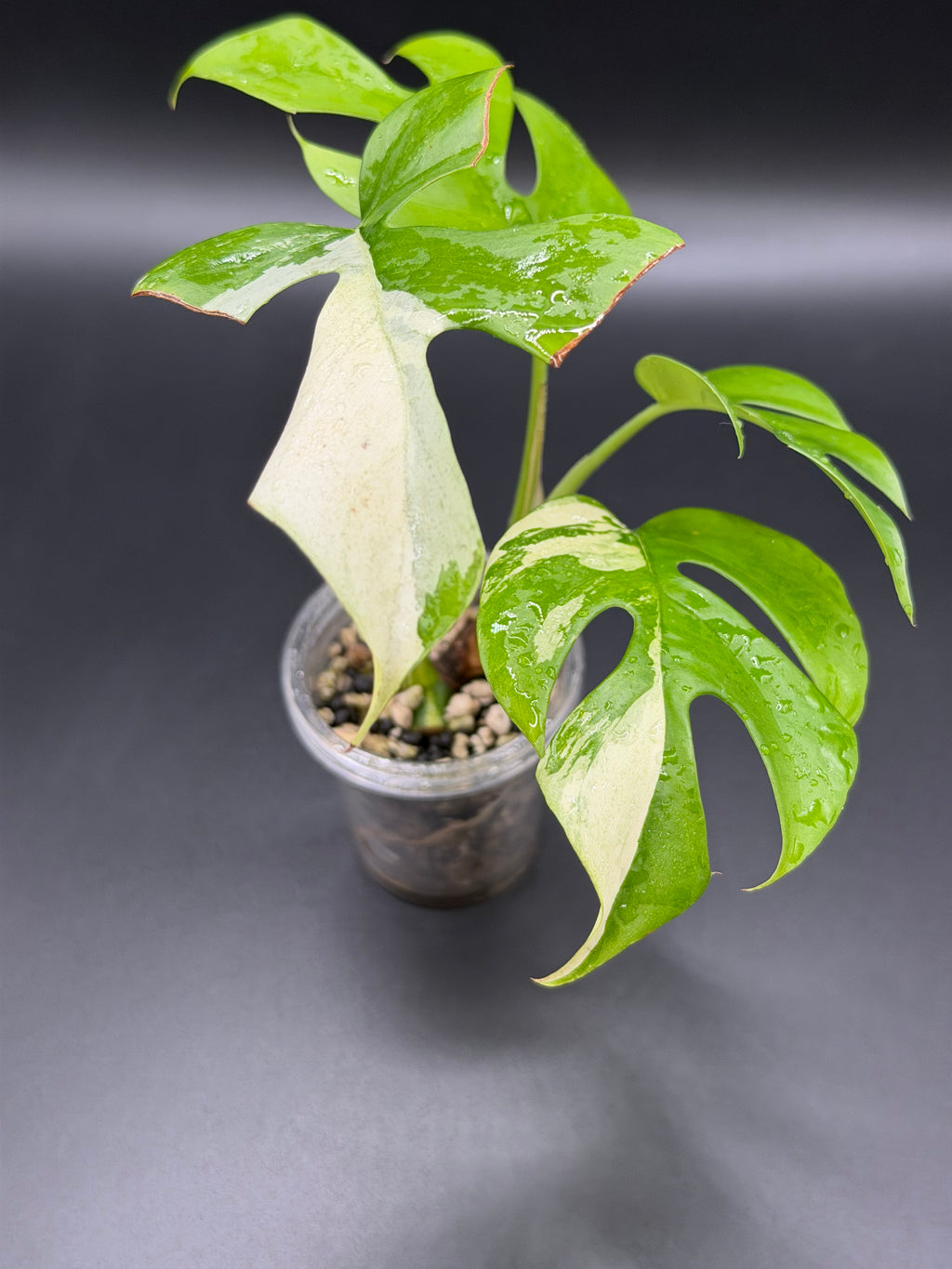 Rhaphidophora Tetrasperma 'Aurea' (RT-02)