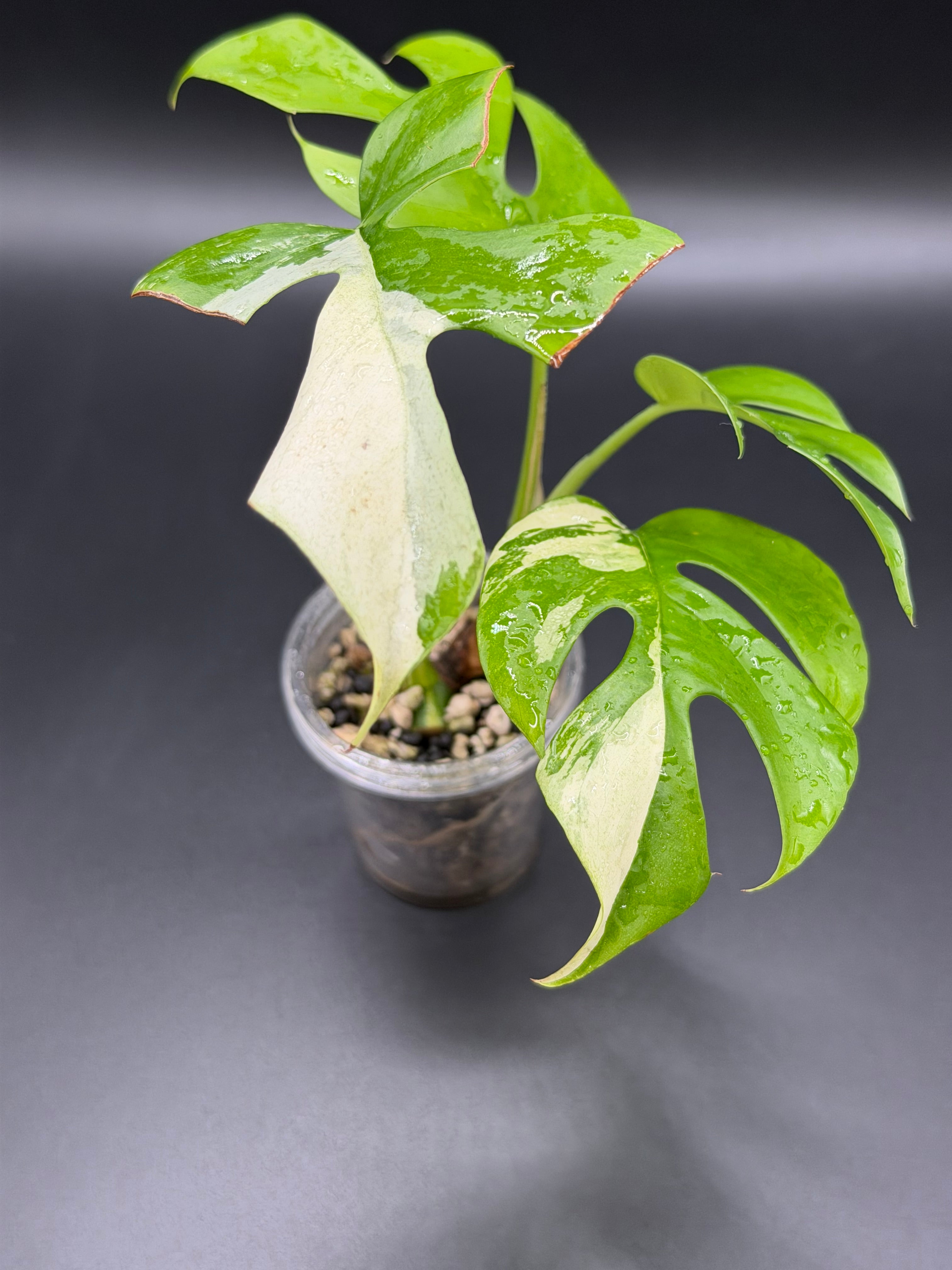 Rhaphidophora Tetrasperma 'Aurea' (RT-02)