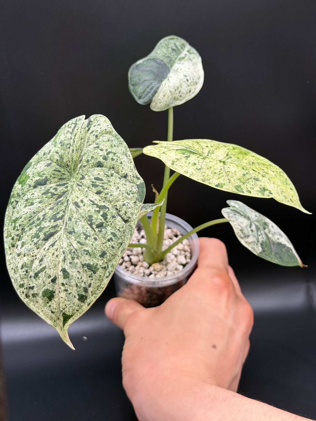 ALOCASIA DRAGON SCALE ‘MINT’ (DSM-02)
