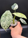 ALOCASIA DRAGON SCALE ‘MINT’ (DSM-02)