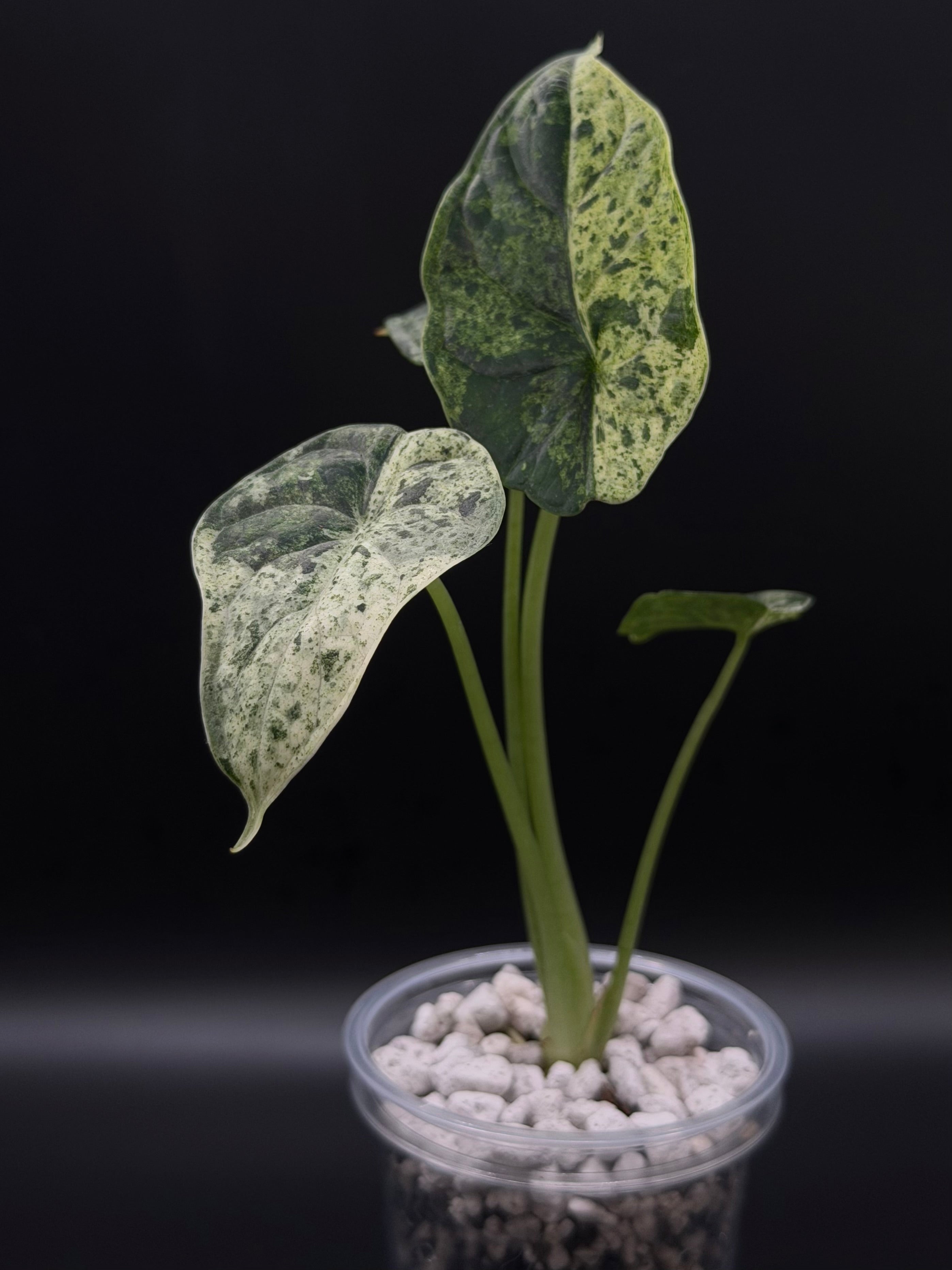 ALOCASIA DRAGON SCALE ‘MINT’ (DSM-03)