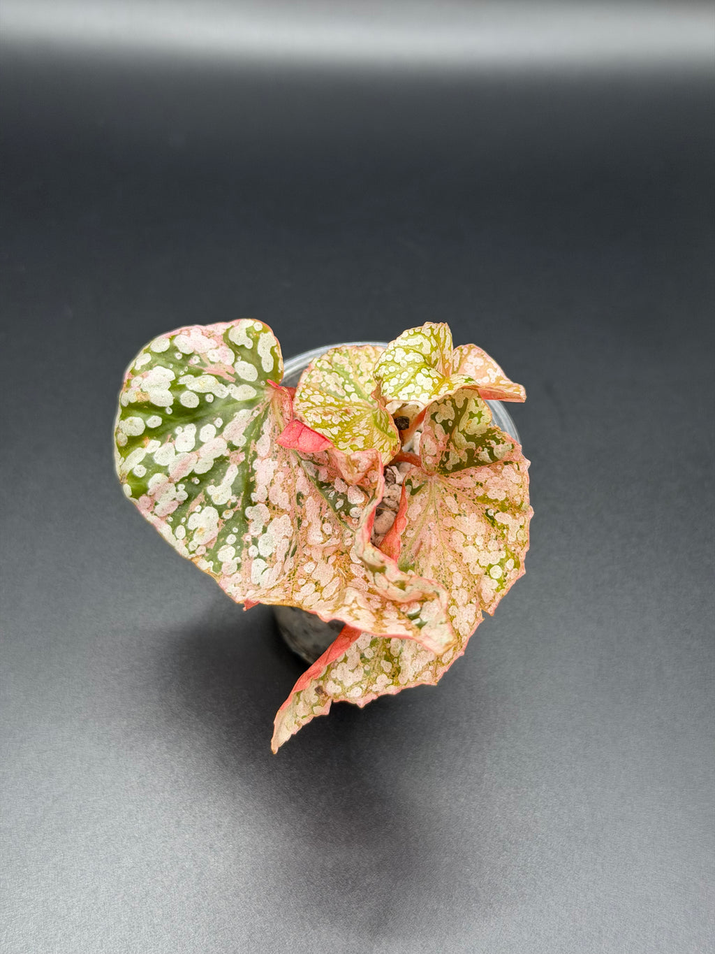 BEGONIA ‘SNOW CAPPED’ VARIEGATED (BSC-03)