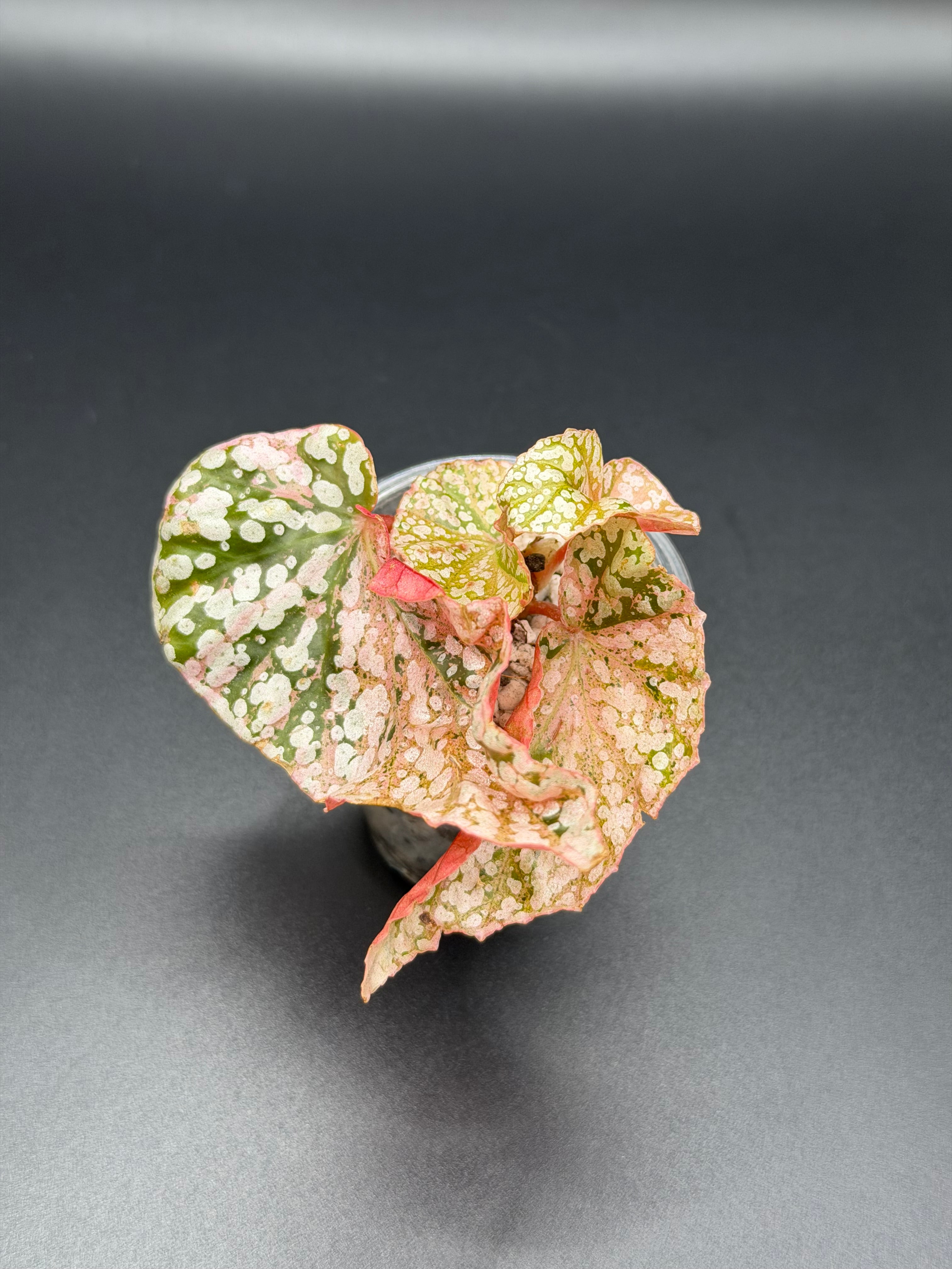 BEGONIA ‘SNOW CAPPED’ VARIEGATED (BSC-03)