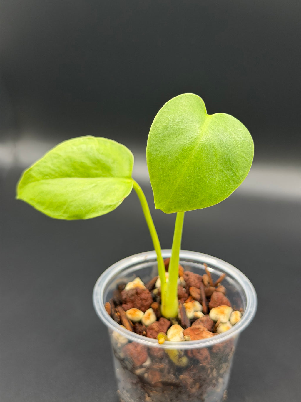 MONSTERA DELICIOSA *Growers Choice*