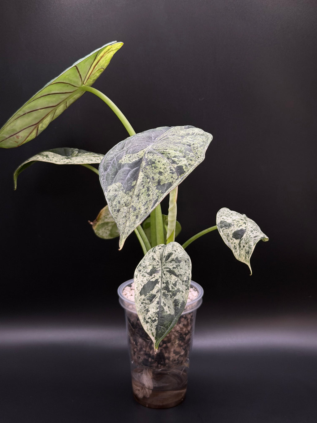 ALOCASIA DRAGON SCALE ‘MINT’ (DSM-01)