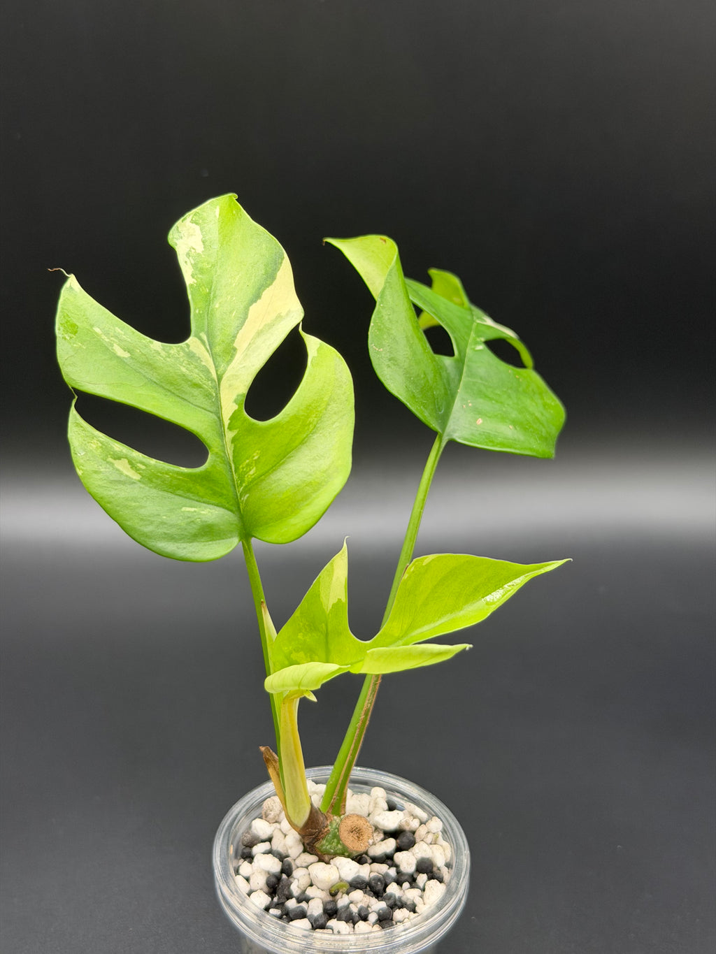 RHAPHIDOPHORA TETRASPERMA 'AUREA' (RT-03)