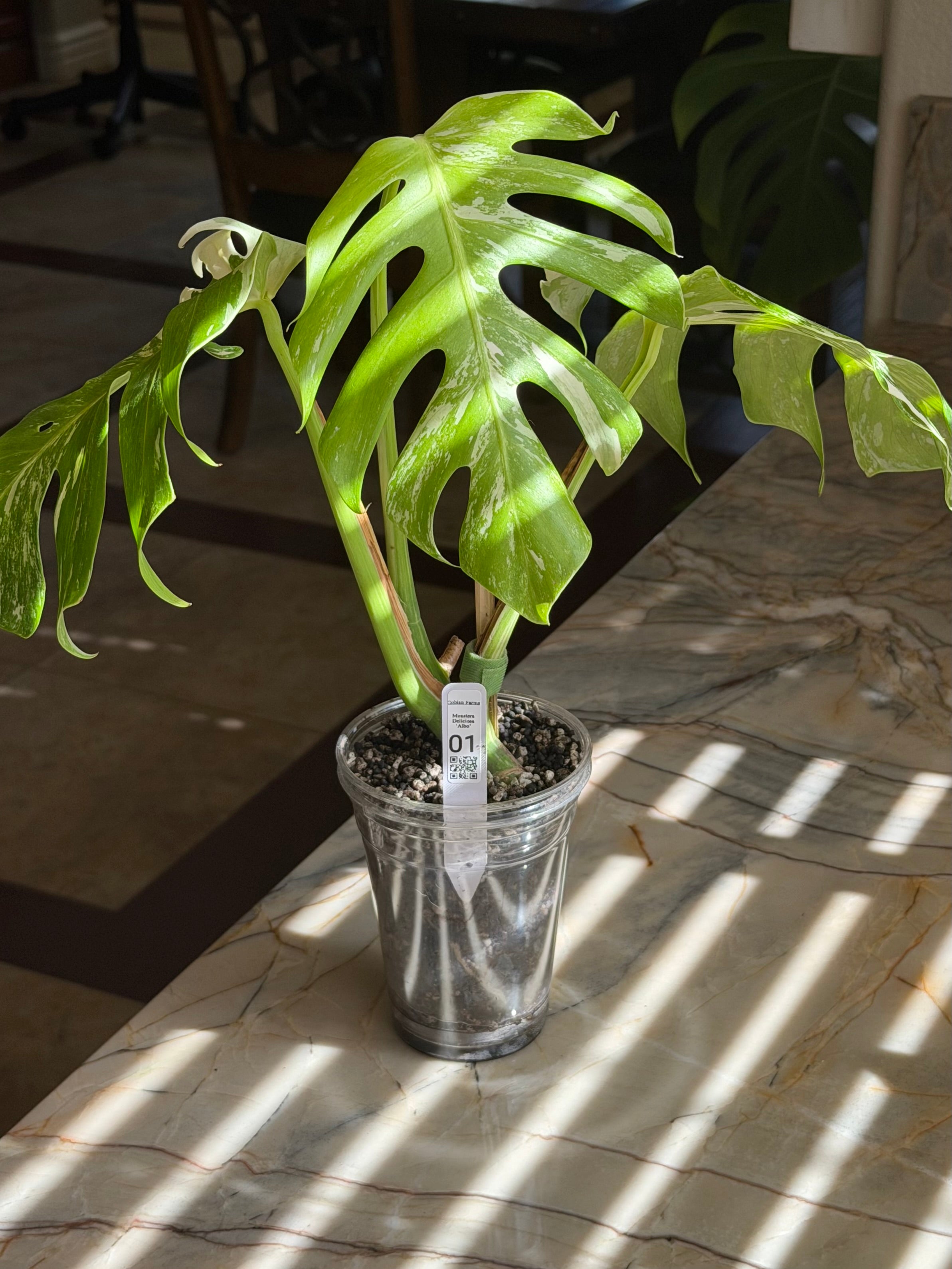 Monstera Deliciosa Albo - 01