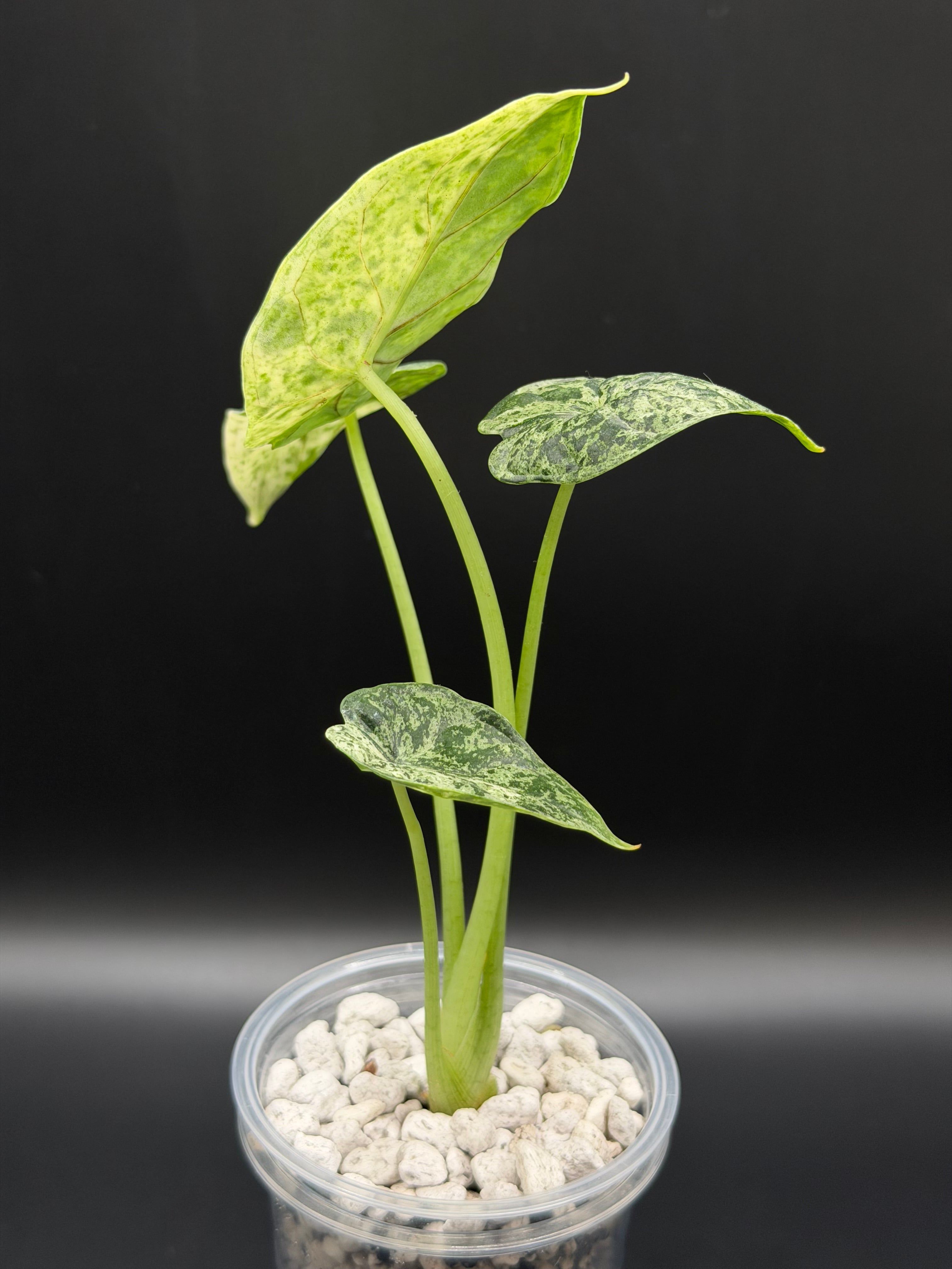 ALOCASIA DRAGON SCALE ‘MINT’ (DSM-03)