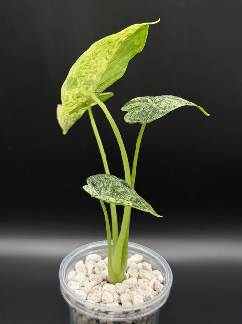 ALOCASIA DRAGON SCALE ‘MINT’ (DSM-03)