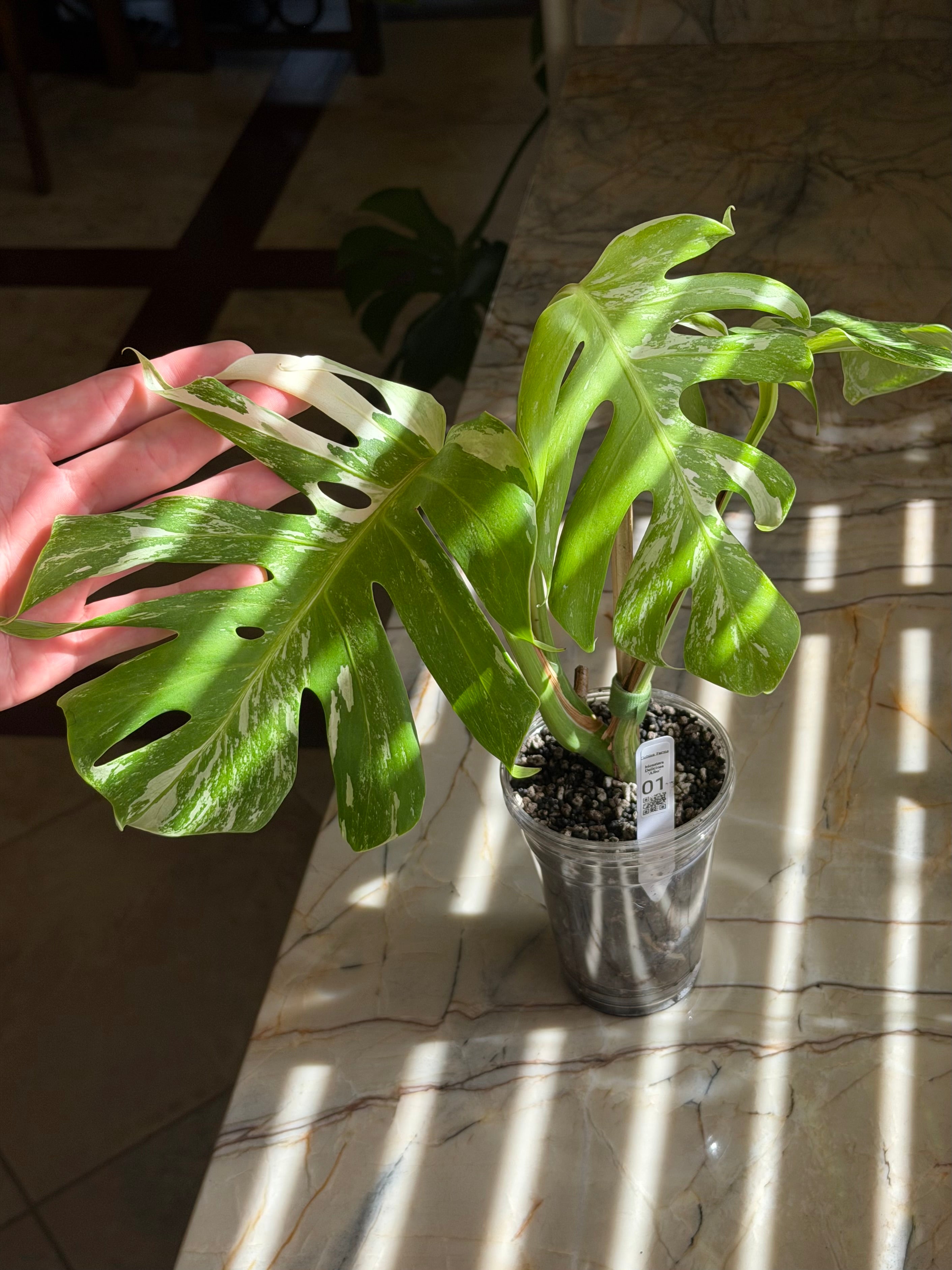 Monstera Deliciosa Albo - 01