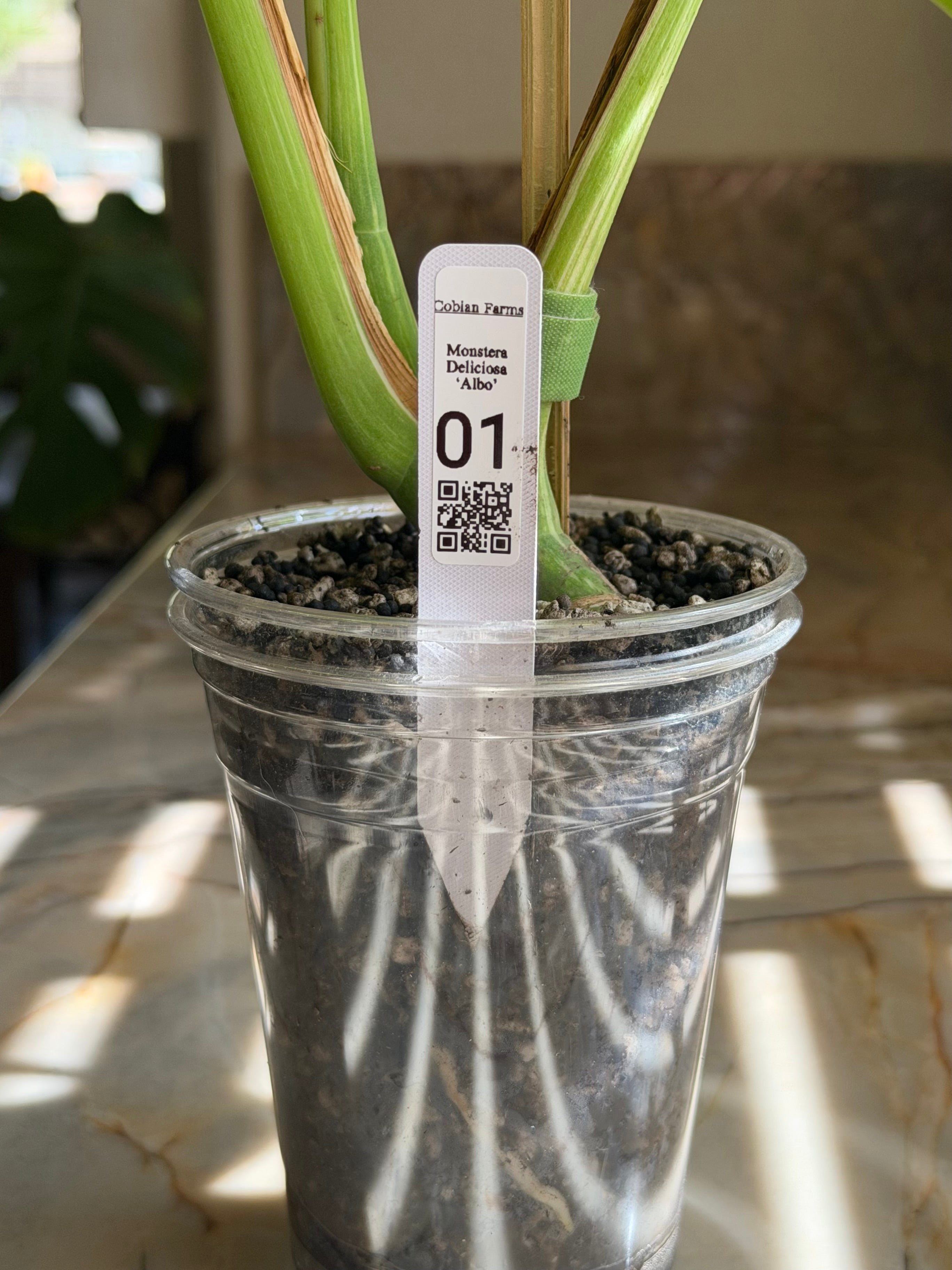 Monstera Deliciosa Albo - 01