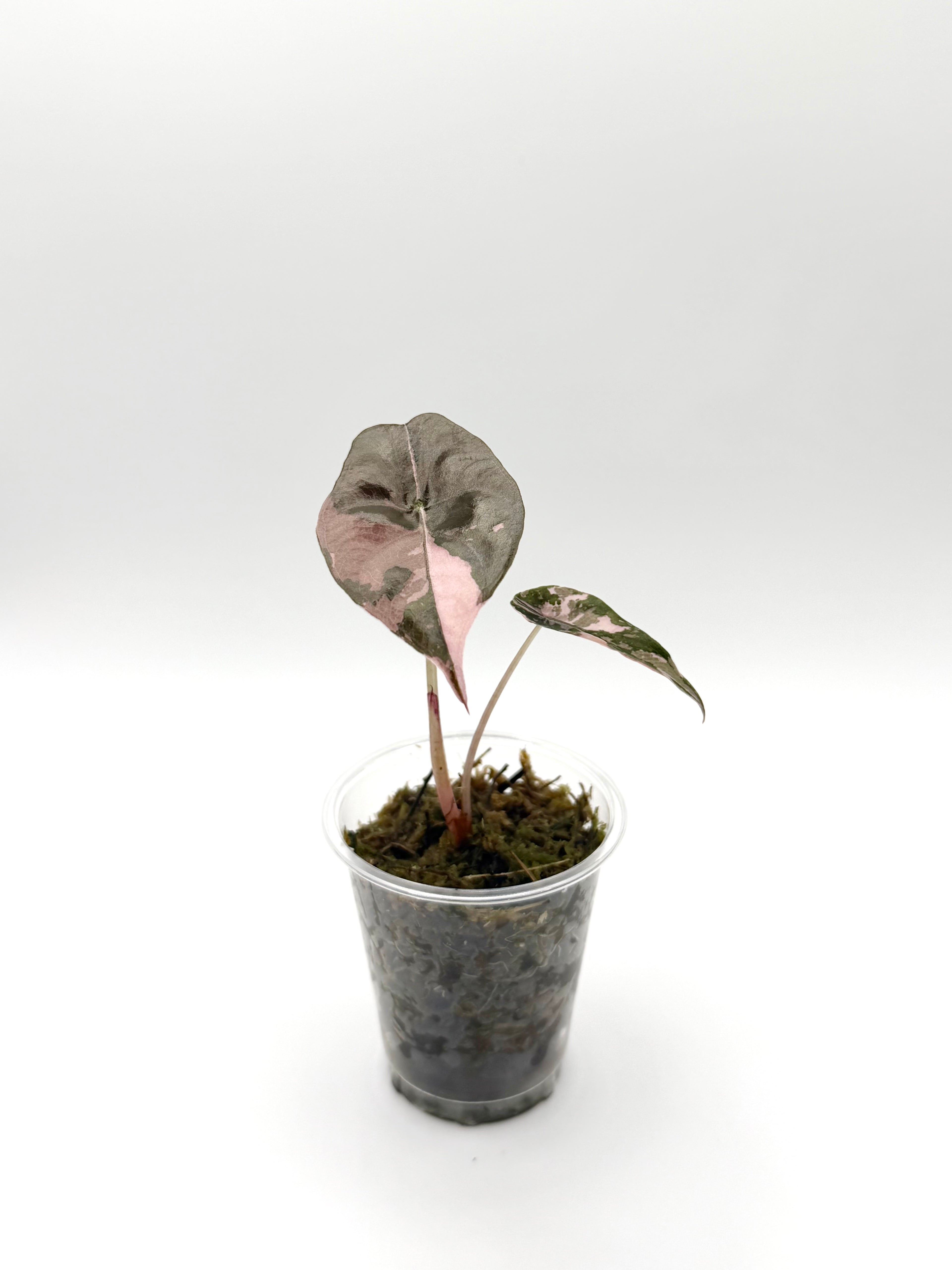 Alocasia Chantrieri Pink