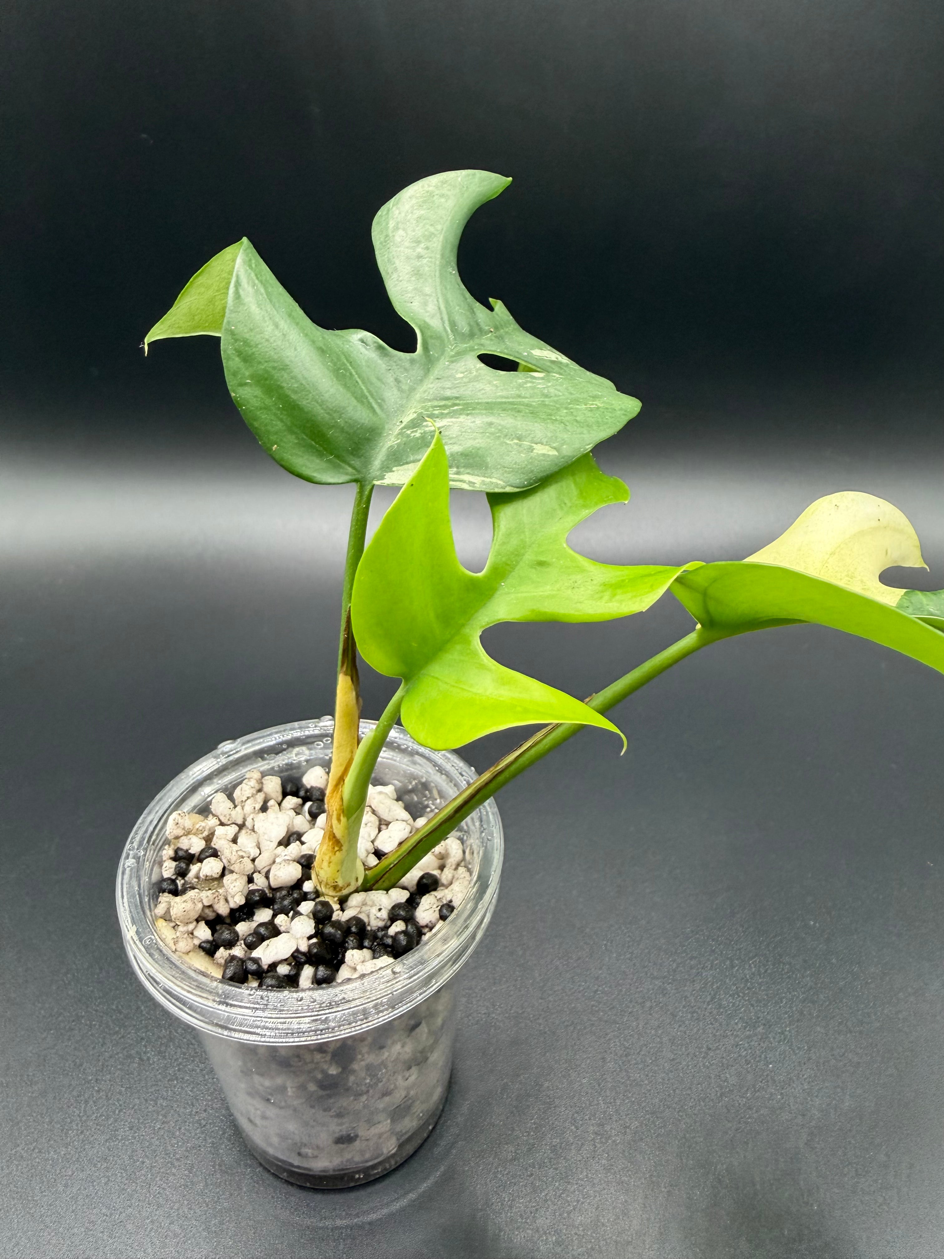 RHAPHIDOPHORA TETRASPERMA 'AUREA' (RT-01)