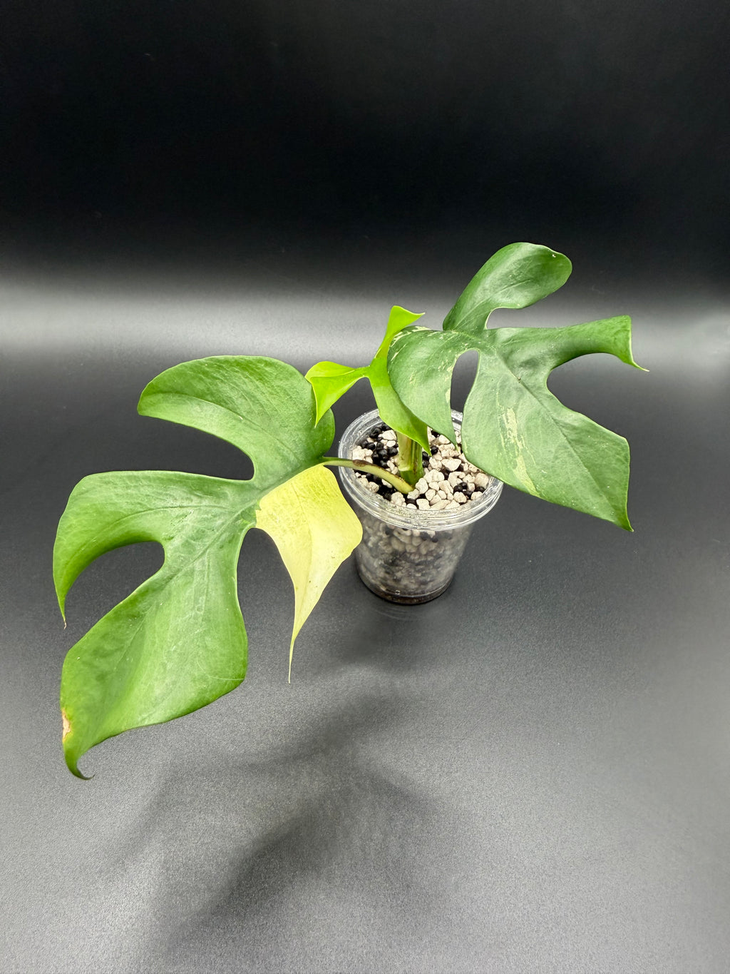 RHAPHIDOPHORA TETRASPERMA 'AUREA' (RT-01)