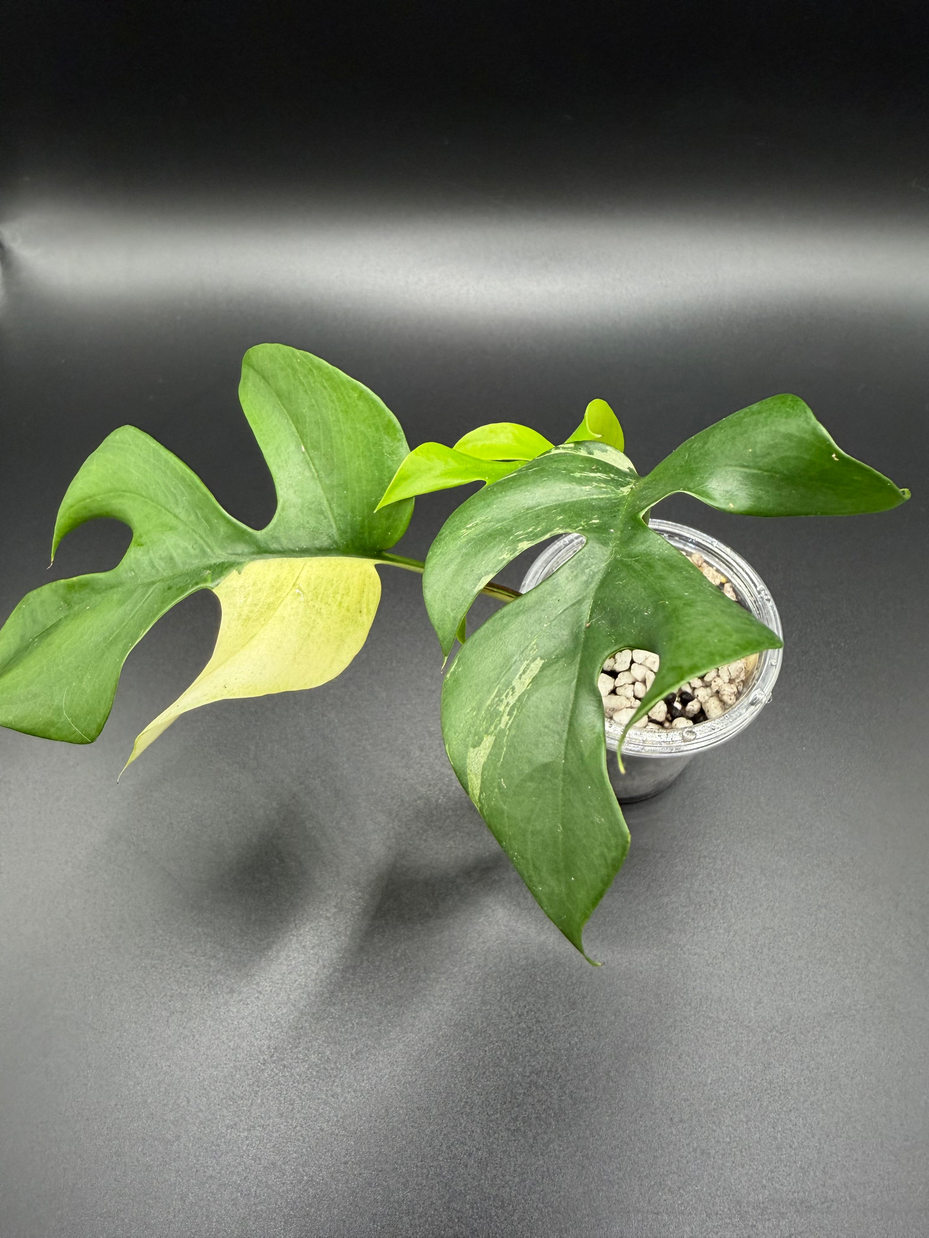 RHAPHIDOPHORA TETRASPERMA 'AUREA' (RT-01)